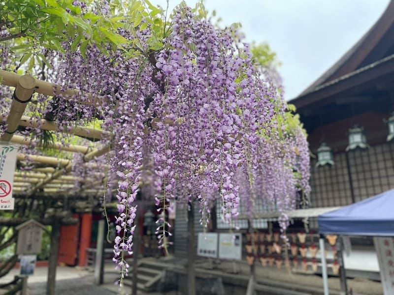 春日大社 藤の花